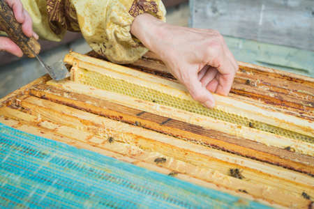 Outdoor authentic shoot of human hands without gloves with the beehive close-upの写真素材