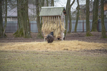 farm animals sheep and goat in the paddockの写真素材