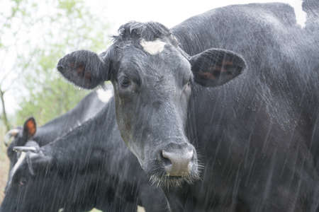 Black and white cows in a grassy fieldの写真素材