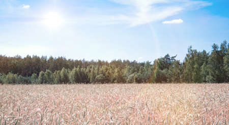 View of the golden crop field landscape backgroundの写真素材