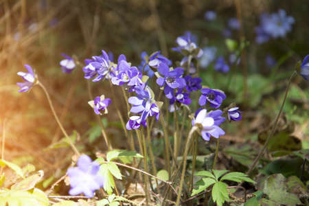 wild blue forest flower background nature landscape