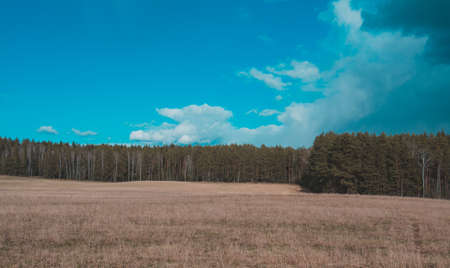 Blue cloudy sky with clouds, an autumn forest without foliage is located on the horizon, a field with dry grass landscape backgroundの写真素材