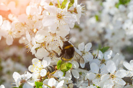 bumblebee collects pollen on apple flowers spring time