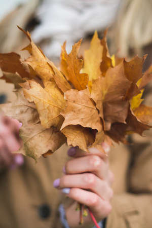 yellow maple leaves bouquet in female hands