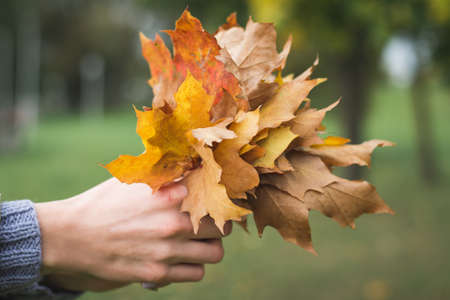 yellow maple leaves bouquet in female handsの写真素材