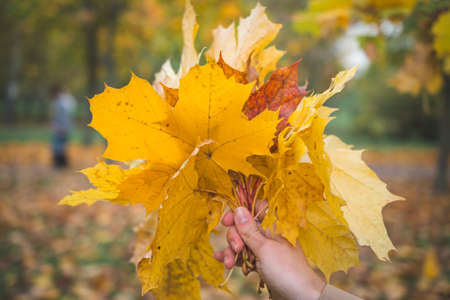 Autumn yellow leaves bouquet in female handの写真素材