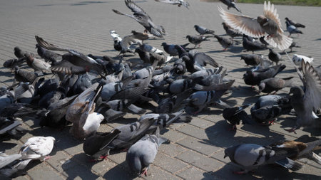 urban pigeons eat millet on the sidewalk in the summer on a sunny hot dayの写真素材