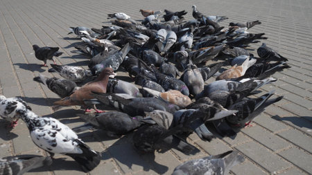 urban pigeons eat millet on the sidewalk in the summer on a sunny hot dayの写真素材