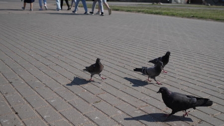 urban pigeons eat millet on the sidewalk in the summer on a sunny hot dayの写真素材