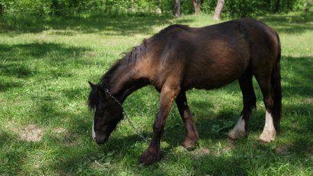 horse head close up photo a sun dayの写真素材