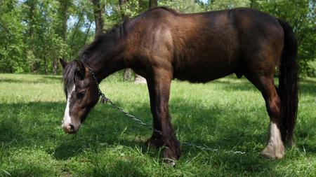 horse head close up photo a sun dayの写真素材