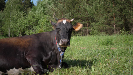 a black cow grazes in a green meadowの写真素材