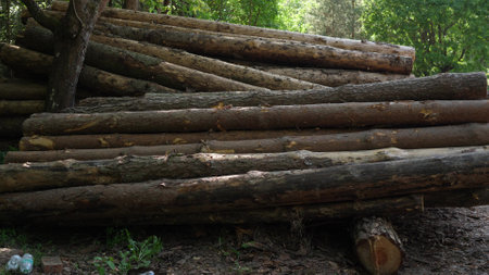 Wooden Logs Stacked In The Woods backgroundの写真素材