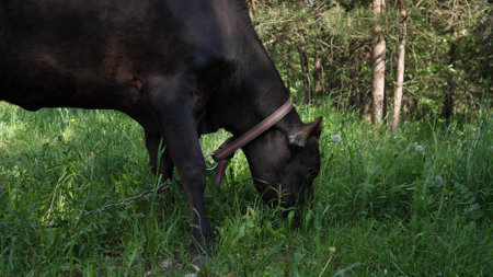 a black cow grazes in a green meadowの写真素材