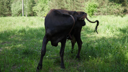 a black cow grazes in a green meadowの写真素材