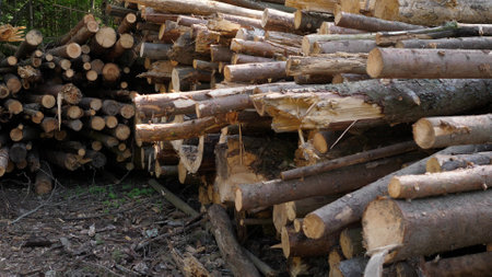 Wooden Logs Stacked In The Woods backgroundの写真素材