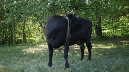 a black cow grazes in a green meadowの写真素材