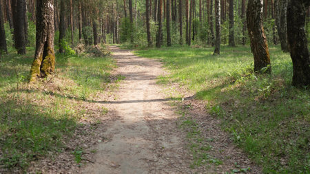 motion forest road background in summer abstract photoの写真素材