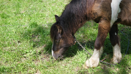 horse head close up photo a sun dayの写真素材