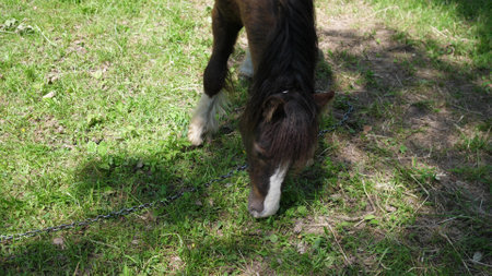 horse head close up photo a sun dayの写真素材