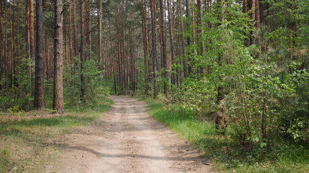 motion forest road background in summer abstract photoの写真素材