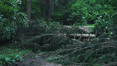 Trees felled after a storm closeの写真素材