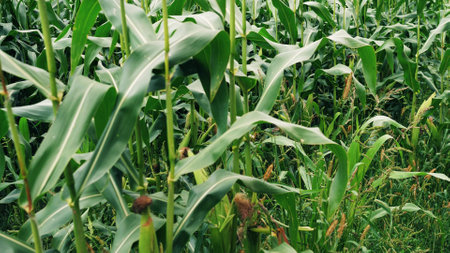 Ripe corn near the field photoの写真素材