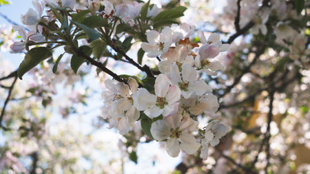Apple tree branch with flowers backgroundの写真素材