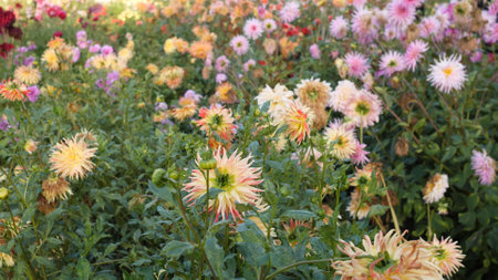 A vibrant display of blooming flowers in a lush garden, showcasing various beautiful colors and typesの写真素材