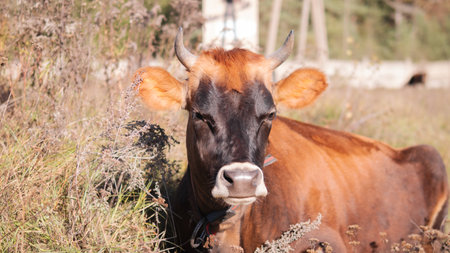 Brown cow in summer on grass in dry weatherの写真素材
