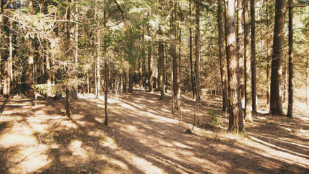 summer forest background on a sunny day