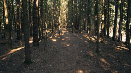 Summer background in the spruce forest in the eveningの写真素材