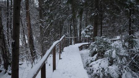A Serene and Snowy Pathway in a Beautifully Tranquil Forest Landscape During Winter