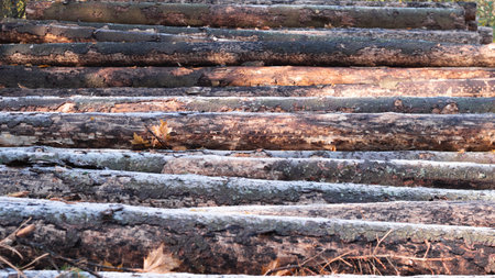 logs background closeの写真素材