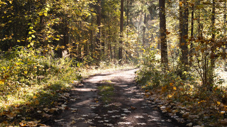 A Serene Autumn Pathway in a Picturesque Forest Filled with Colorful Leaves and Trees