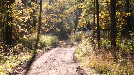 A Serene Forest Pathway that Shines Beautifully in the Warm Light of Autumn Season