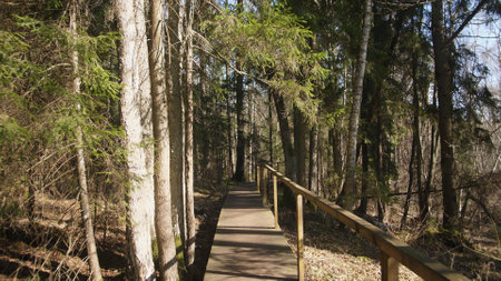 Embark on a Serene Nature Trail that is Surrounded by Beautiful and Lush Greenery all around youの写真素材