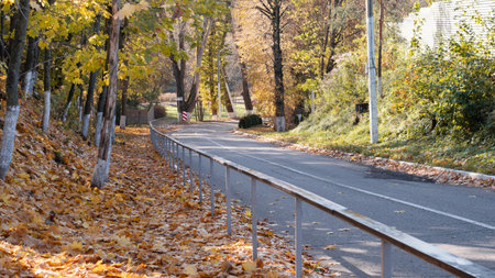 A Beautiful and Scenic Autumn Pathway that is Surrounded by Vibrant Golden Leaves and Tall Treesの写真素材