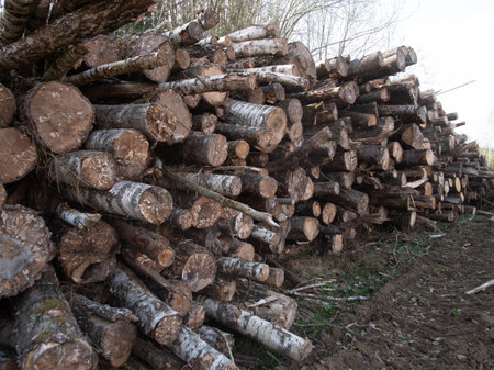 Logging industry stacked pine logsの写真素材