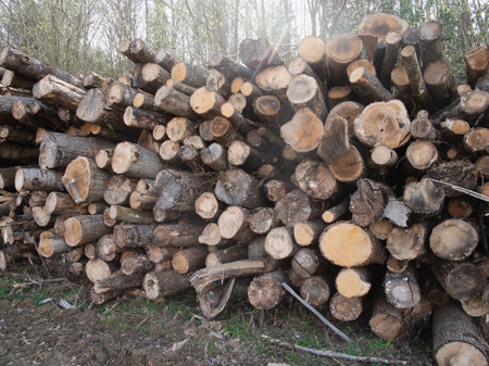 Logging industry stacked pine logsの写真素材