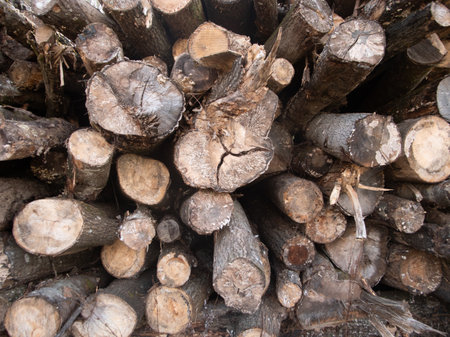Stacked Logs for Firewood and Construction Projects, Perfect for Various Uses and Needsの写真素材