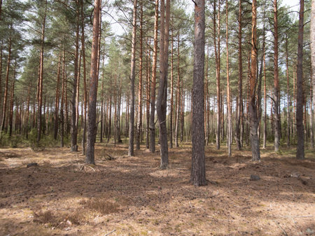 A Serene Pine Forest Landscape Featuring Tall Trees Surrounded by an Earthy Groundの写真素材