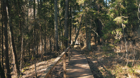 Wooden Pathway Through a Serene Forest Surrounded by Tall Trees and Lush Greenery During Daytimeの写真素材