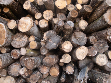 Stacked Logs Arranged in a Circular Pattern Showcasing Natural Wood Textures and Colors in a Rustic Outdoor Setting During Daylightの写真素材