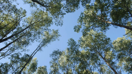 Bright sunlight filters through the lush green canopy of tall trees, creating a peaceful atmosphere in the forest during a clear day.の写真素材