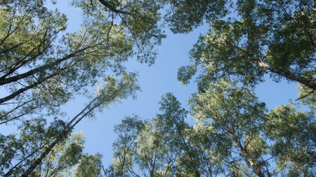 Looking up at the canopy of lush green trees against a bright blue sky, capturing the peace and fresh air of a calm day in nature's embrace.の写真素材