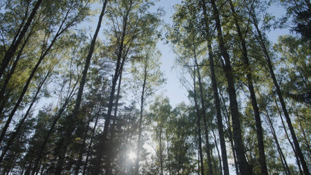 Sunlight casts gentle beams through the leafy canopy of a dense forest on a bright day, inviting...