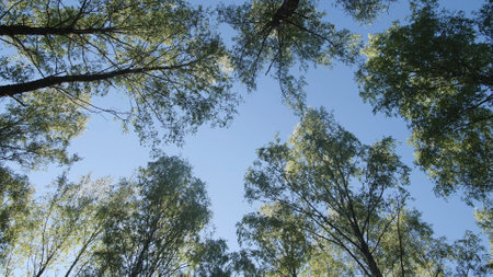 Sunlight filters through the canopy of vibrant green leaves as tall trees stretch towards a bright...