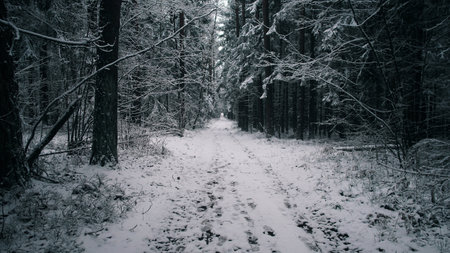A snowy path winds through a peaceful forest in Alaska during winter. The tall trees are heavy with...