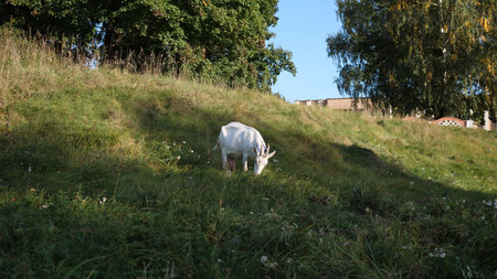 Goat Grazing Peacefully on a Grassy Hillside Under a Clear Blue Sky in a Rural Setting During Late Afternoonの写真素材